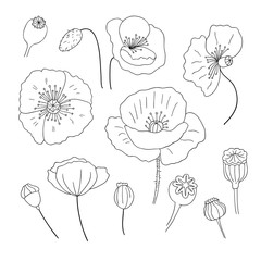 Black poppies isolated on a white background. Poppy doodle seed heads and flower illustration