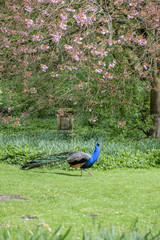 Fototapeta premium Peacock and spring blossom