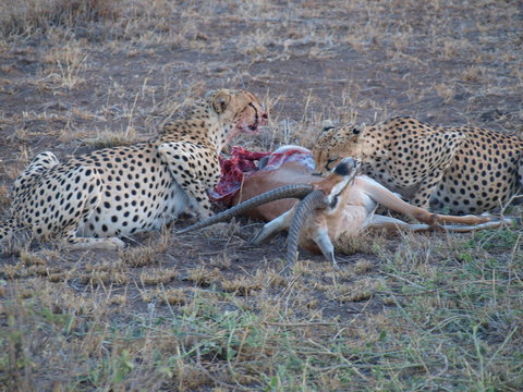 Fototapeta Gepardy, leopards,· cheetah