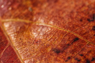 Naklejka na ściany i meble Closeup of an orange leaf