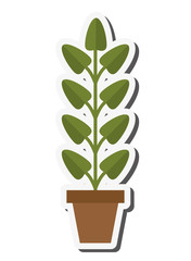 flat design plant in pot icon vector illustration