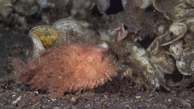 Hairy Frogfish (Antennarius striatus)