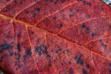 Fototapeta na wymiar Closeup of an orange leaf