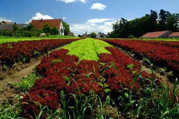 Insel Reichnau, buntes Salatfeld