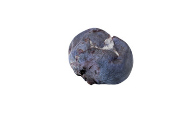 Isolated Close-up of decaying, molded blueberry (side view)