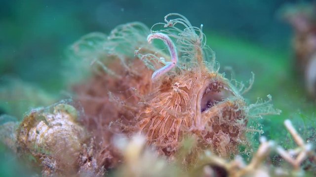 Hairy Frogfish (Antennarius striatus) yawning