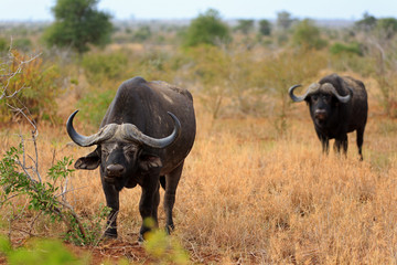 Obraz premium Afrikanischer Büffel