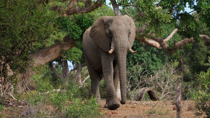 Obraz premium Elefant