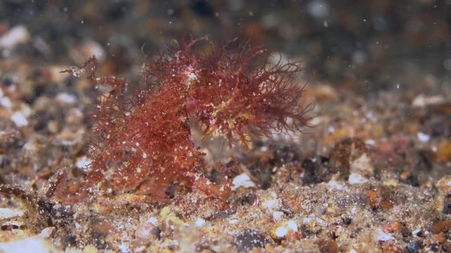Hairy octopus (Octopus sp.) in Lembeh