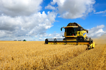 Fototapeta na wymiar Combine Harvester Cutting Wheat, Tractor with Trailers on the Horizon