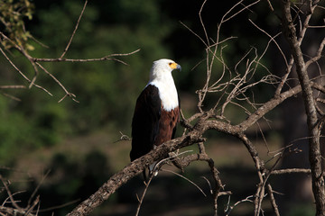 African fish eagle