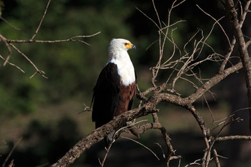 African fish eagle