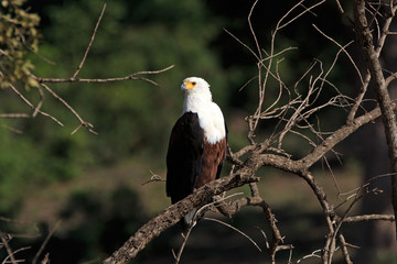 African fish eagle