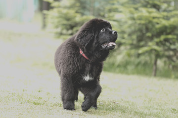 Beautiful Newfoundland puppy on the grass in the garden, instagr