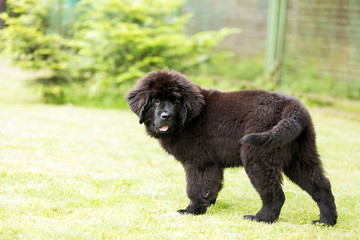 Fototapeta premium Beautiful Newfoundland puppy on the grass in the garden, shallow