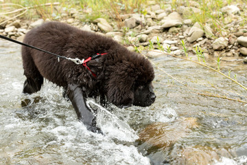 Newfoundland puppy enjoys having fun in the river, shallow depth