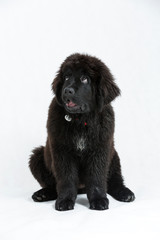 Newfoundland puppy on a white background