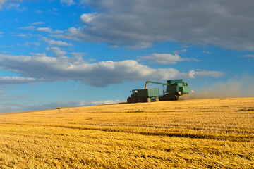 Fototapeta premium Combine Harvester Cutting Crops and Unloading Grain into Tractor Trailer, Summer Field Landscape under blue sky