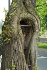 Baum