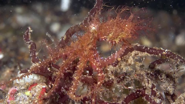 Hairy octopus (Octopus sp.) in Lembeh