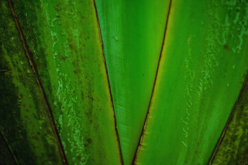 Green Palm Leaf close up texture. Natural green texture. Exotic summer background - 118574247