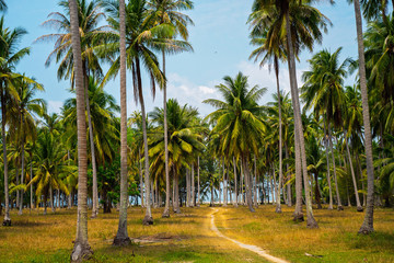 Fototapeta na wymiar Exotic coconut palms summer landscape. Way to the beach. Summer vacation landscape
