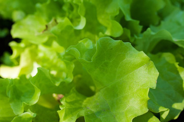 Green Lettuce Abstract Background