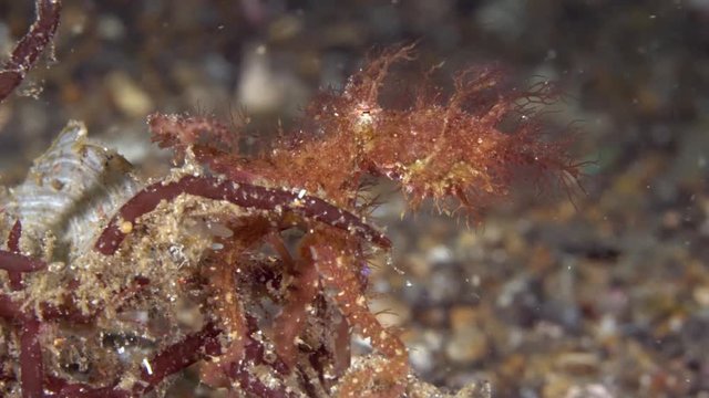 Hairy octopus (Octopus sp.) in Lembeh
