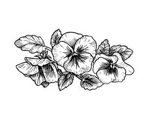 Hand drawn pansy flowers
