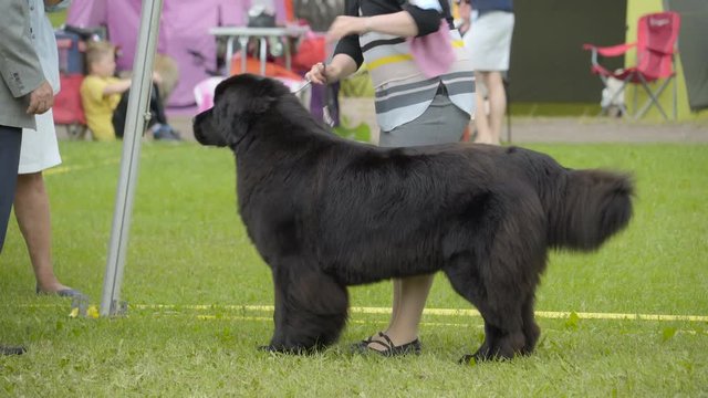 A big black Newfoundland dog with his owner running on the field with his leash on the neck