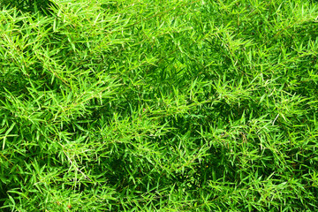 Green bamboo texture