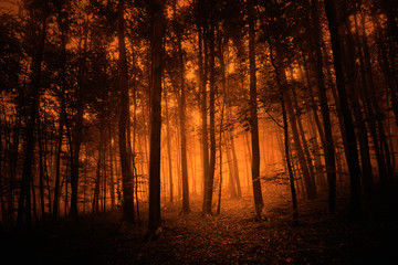 Dark red colored mystery foggy forest trees background. 