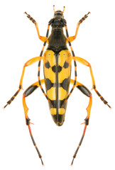 Spotted Longhorn beetle Rutpela maculata male isolated on white background, dorsal view.