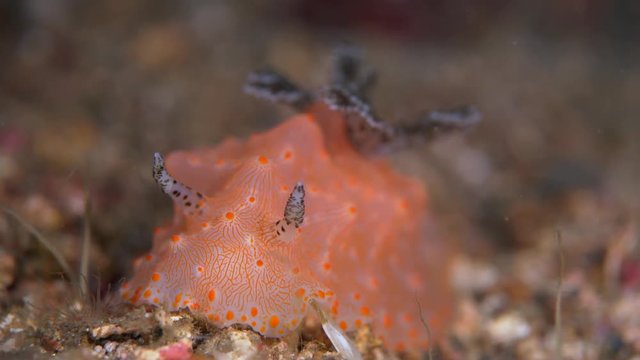 White with orange marking Halgerda batangas nudibranch