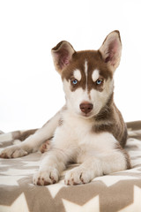 Welpe mit Kuscheldecke