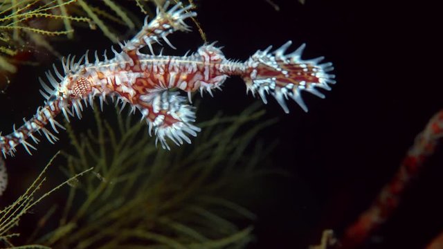 Ornate Ghost Pipefish (Solenostomus paradoxus)