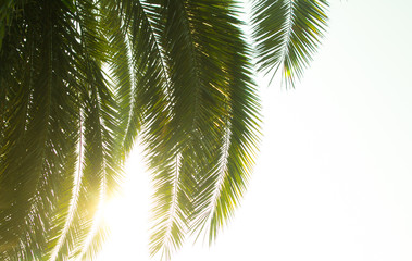 palm tree top view