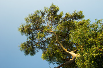 branches of a tree view from below