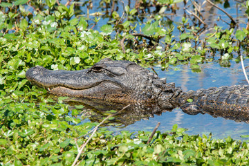 Alligator at Brazos Bend State Park, Texas