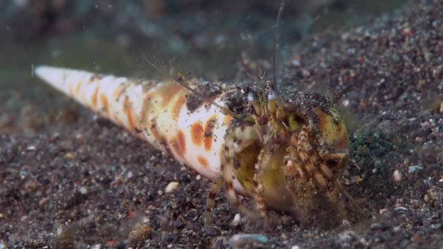 Hermit crab and shell