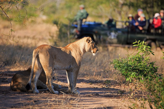Fototapeta Safari