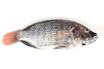 fresh processed tilapia fish isolated, on white background