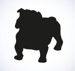 Vector outline drawing. Purebred dogs and mongrels