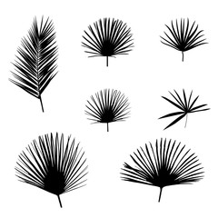 Black Palm Leaf on White Background. Vector Illustration.