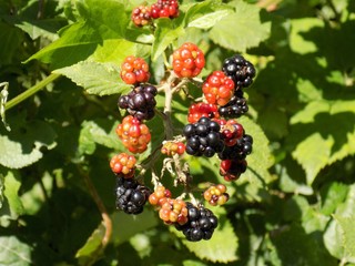 Blackberries on bush in wild nature