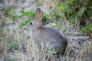 Naklejka na ściany i meble Alert Cottontail Rabbit - Sylvilagus. Cottontail rabbit eating cautiously in the meadows.