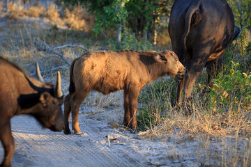 Fototapeta premium Büffelkalb