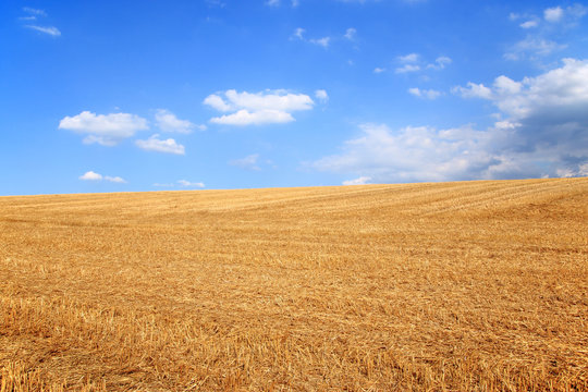 Sommerliches Getreidefeld nach der Ernte unter blauem Himmel