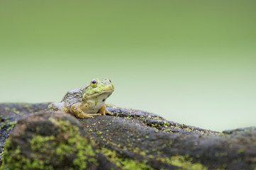 A medium sized green frog sits on top of a log covered in duckweed with a smooth green background.