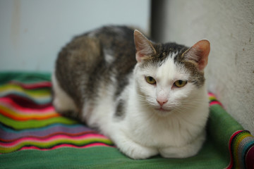 white and grey cat relaxing on colorful cloth with line pattern